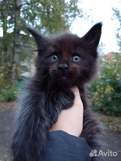 Котята мейн-кун