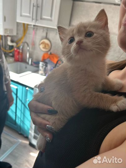 Рыжий котенок мальчик
