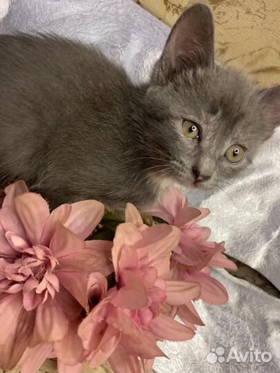 Свежий урожай котят