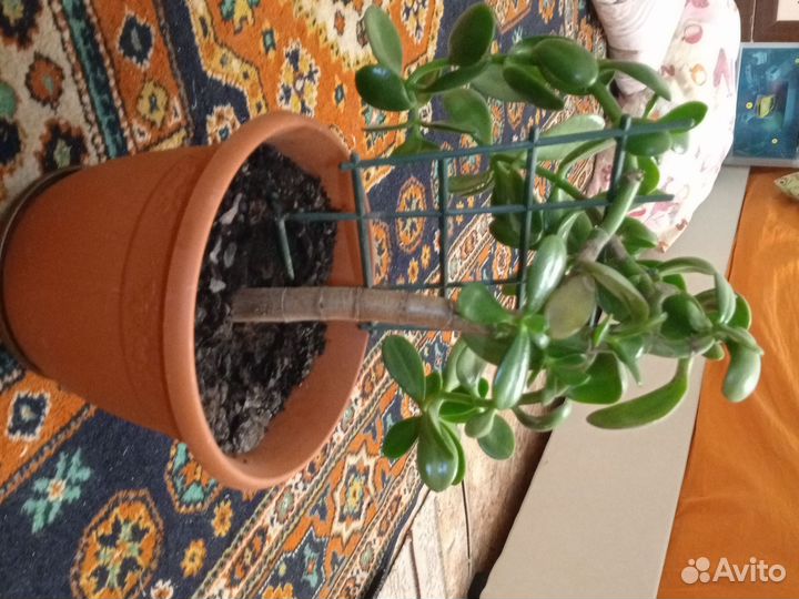 Денежное дерево