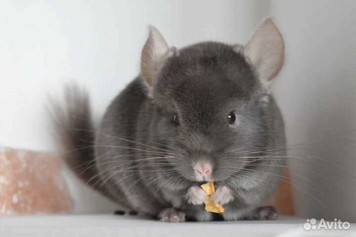 Шиншилла мальчик