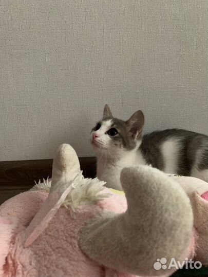 Кошечка Люся