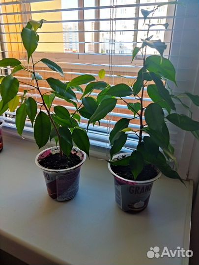 Фикус бенджамина