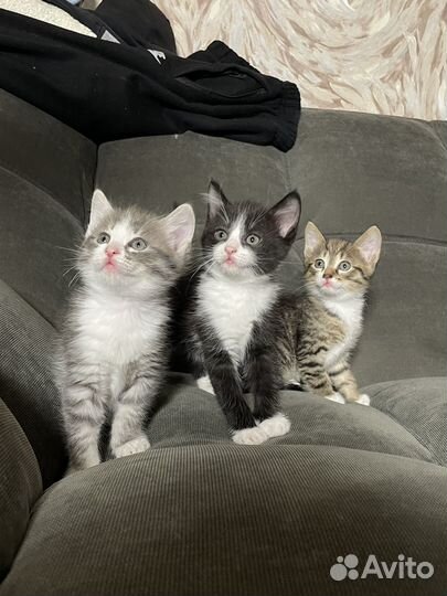 Кошка