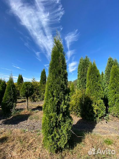 Туя Смарагд оптом из питомника