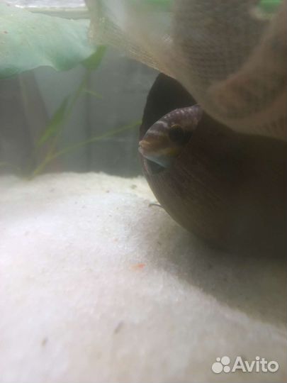 Аквариумные рыбки бесплатно