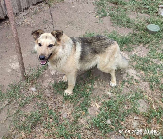 Собака в добрые руки