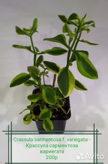 Суккуленты 2