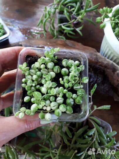 Крестовник роули вариегатный