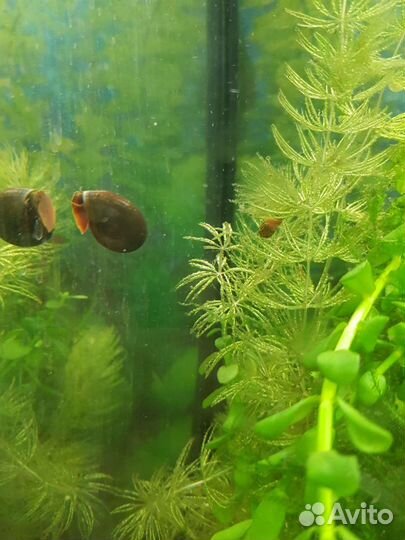 Аквариумные улитки 