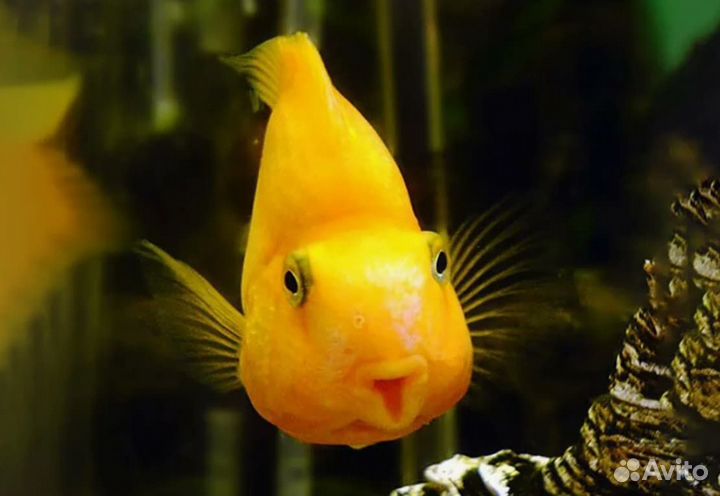 Попугаи желтые