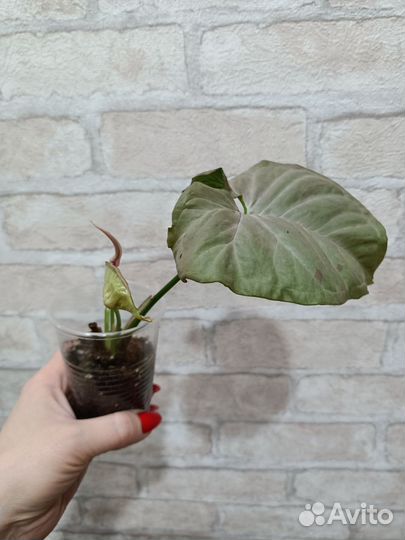 Сингониум пинк спот