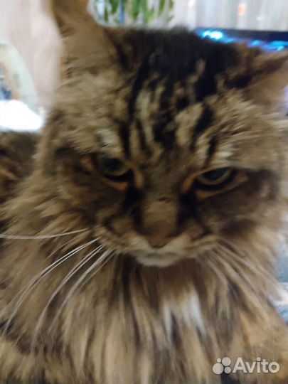 Кошачьи усы