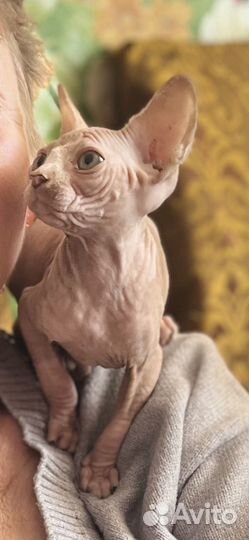 Канадский сфинкс