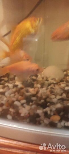 Аквариумные рыбки