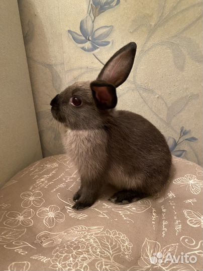 Кролики с клеткой