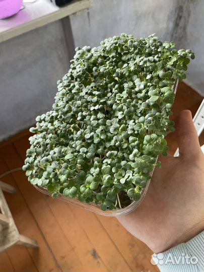 Микрозелень