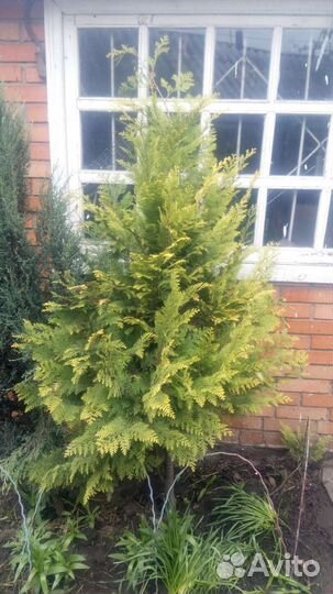 Можжевельники