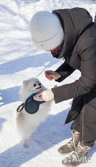 Собаки на мероприятие