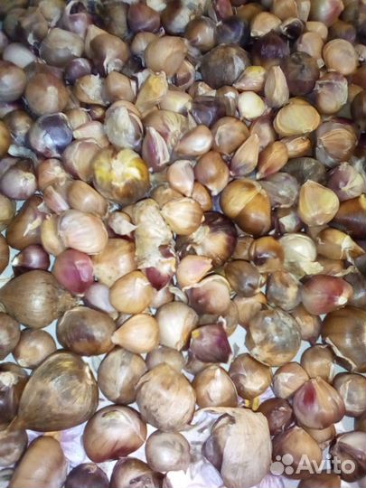 Воздушные семена озимого чеснока Любаша