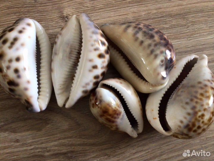 Морские ракушки раковины