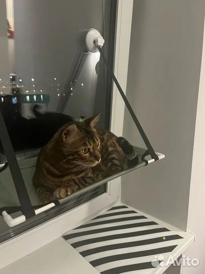 Новый гамак для кошек на окно