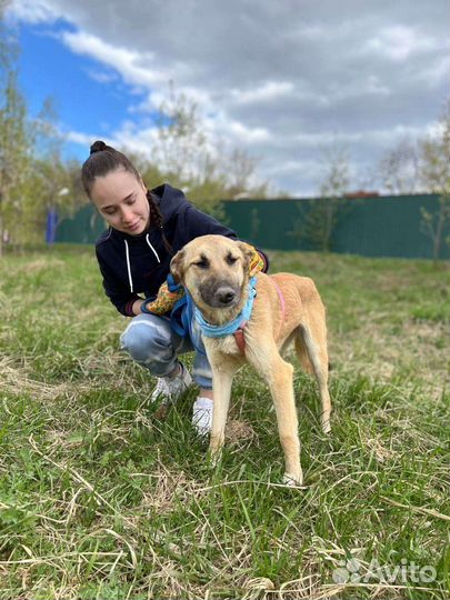 Вега из приюта