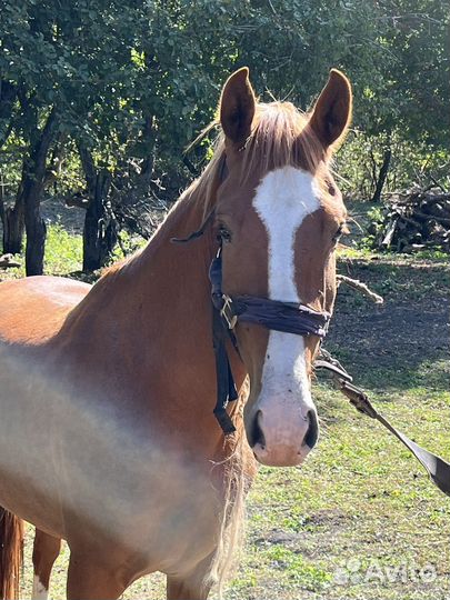 Продам лошадь