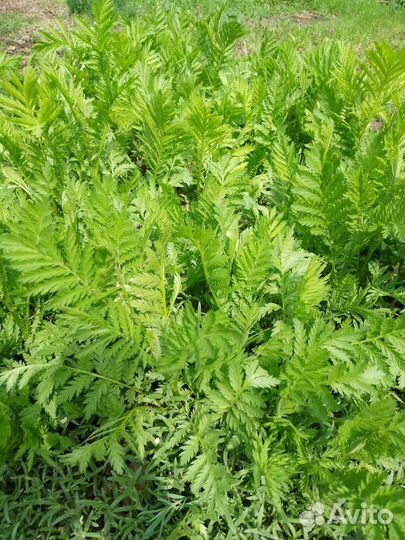 Пижма лечебная