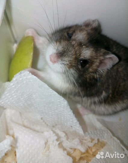 Передержка животных