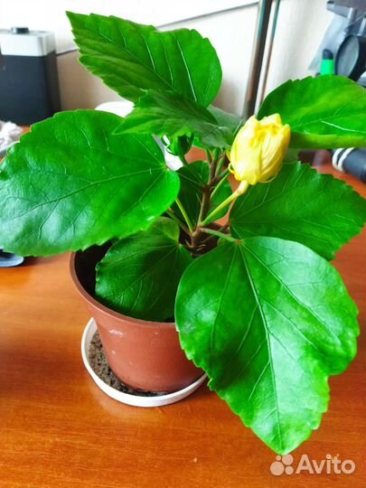 Гибискус сорт Koenig