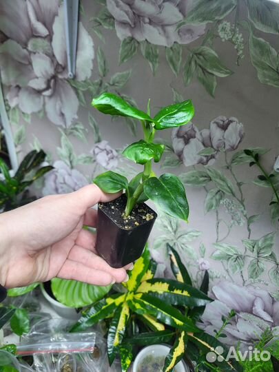 Диффенбахия Рефлектор Tiki Камилла