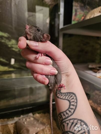 Крыса дамбо