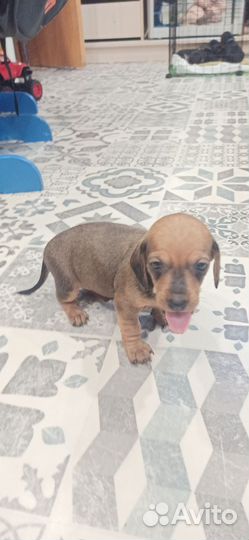 Щенки таксы