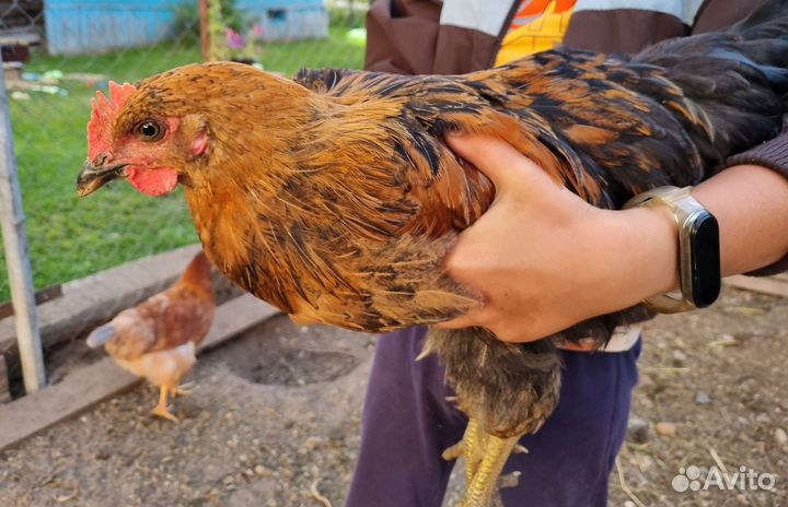 Молодые петухи