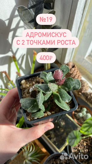 Адромискус