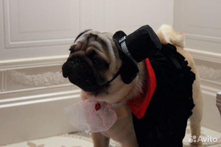 Костюмы напрокат для собак и кошек