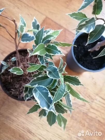 Фикус Бенджамина мелколистный