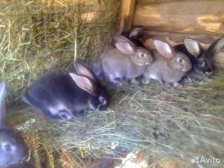 Крольчата Серый великан, вакцинированы от 2мес