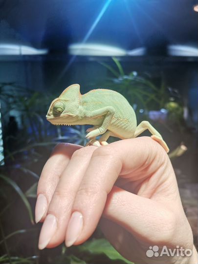 Йеменский хамелеон