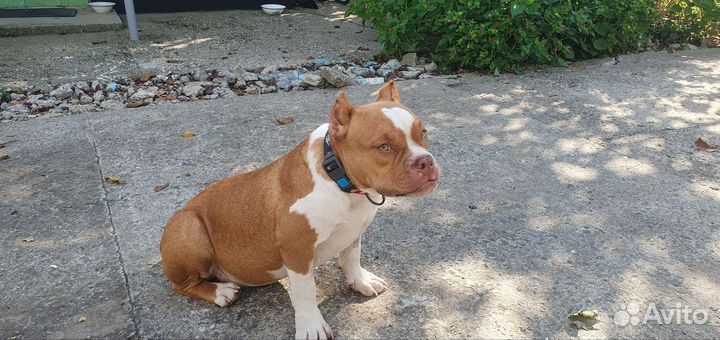 Американский булли