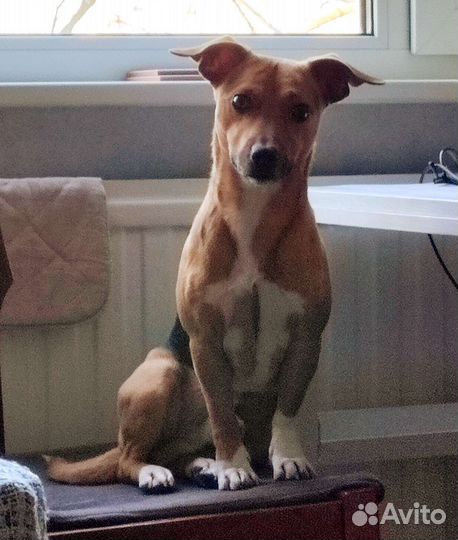 Вязка, кобель метис Джек Рассела и Бигля