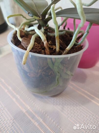 Орхидея фаленопсис