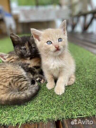 Котята ищут лучших родителей