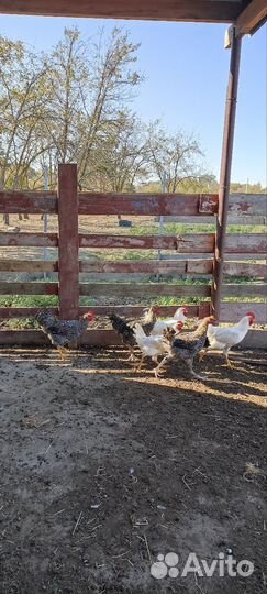 Молодые петухи