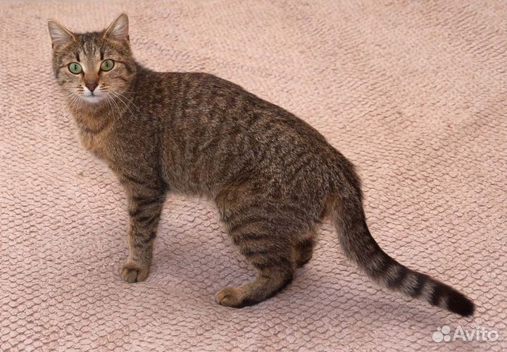 Кошка в добрые руки