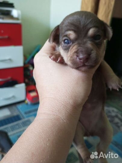 Той-терьер щенки