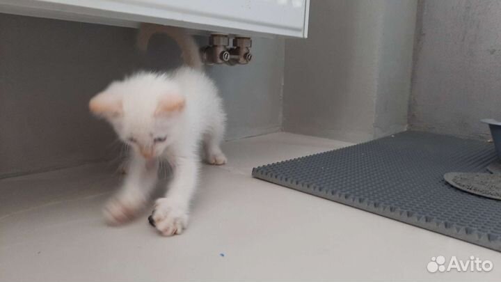 Котенок мальчик