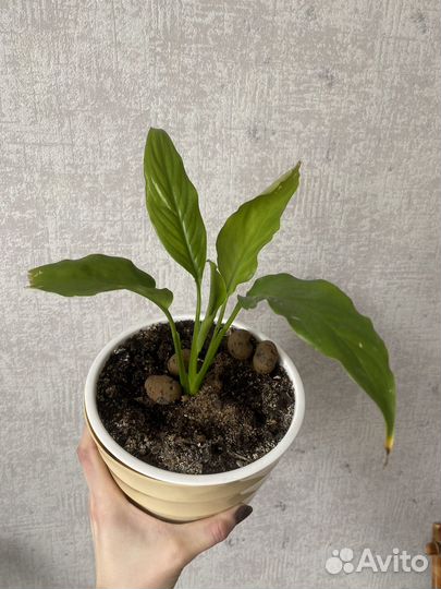 Спацифилум, замиокулькас, фикус