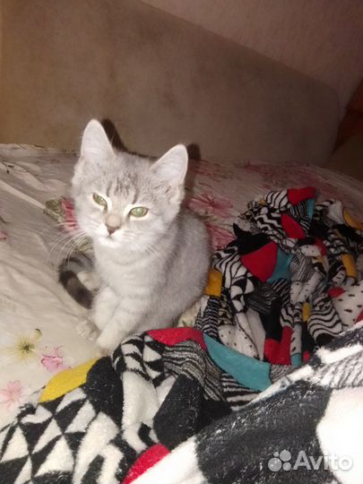 Котенок шатланка